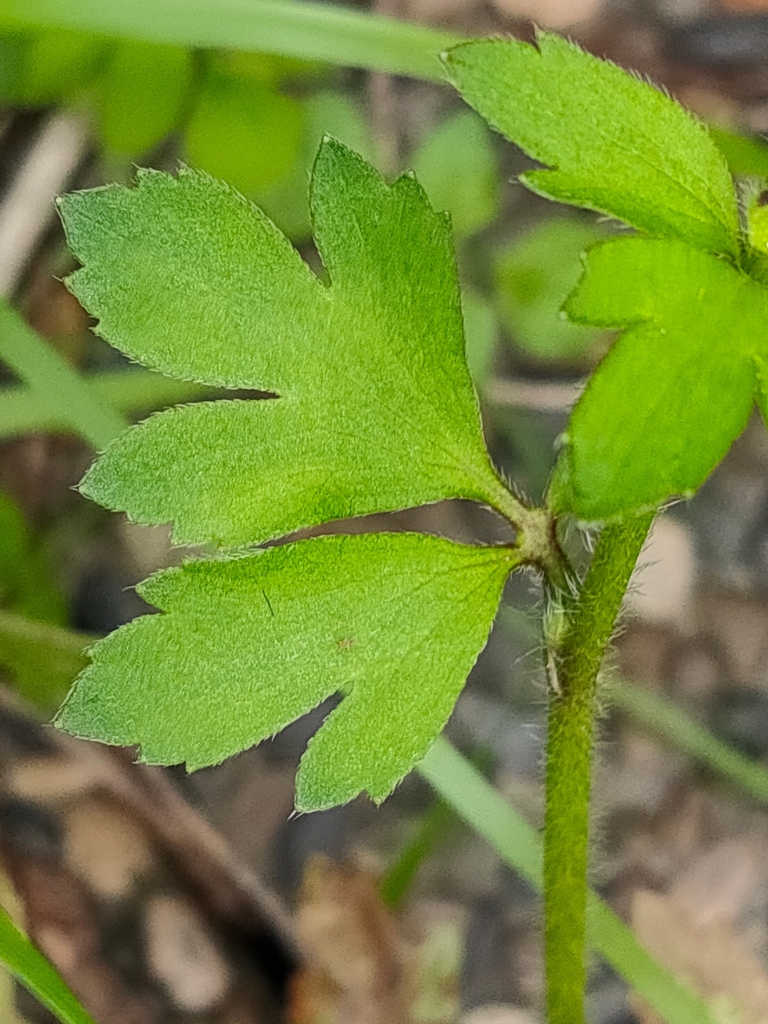 Single, ternate leaf with lobed leaflets. Hairy stem.