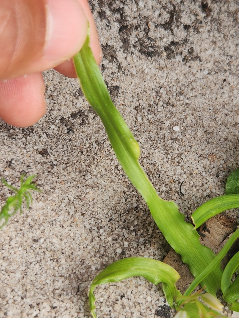 Leaf detail in November in Cape Wineland County, S.Africa