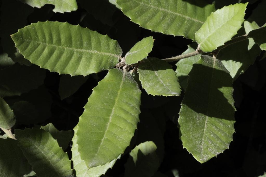 Leaves in October in Marin County, California