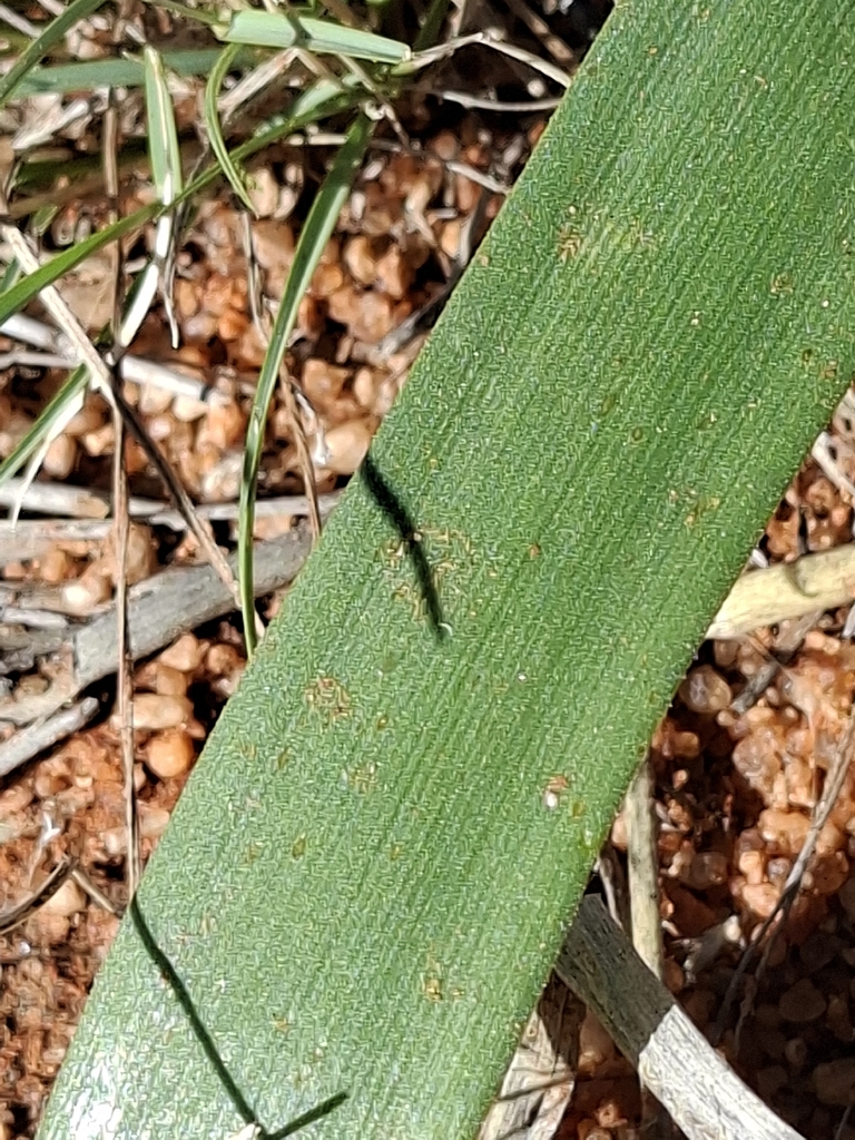 Leaf closeup. October. South Africa