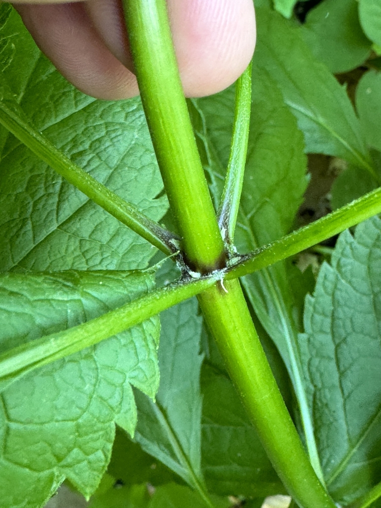 4 radial petioles on stem