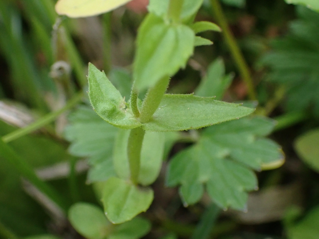 Leaves and stem in August in Macon County, North Carolina