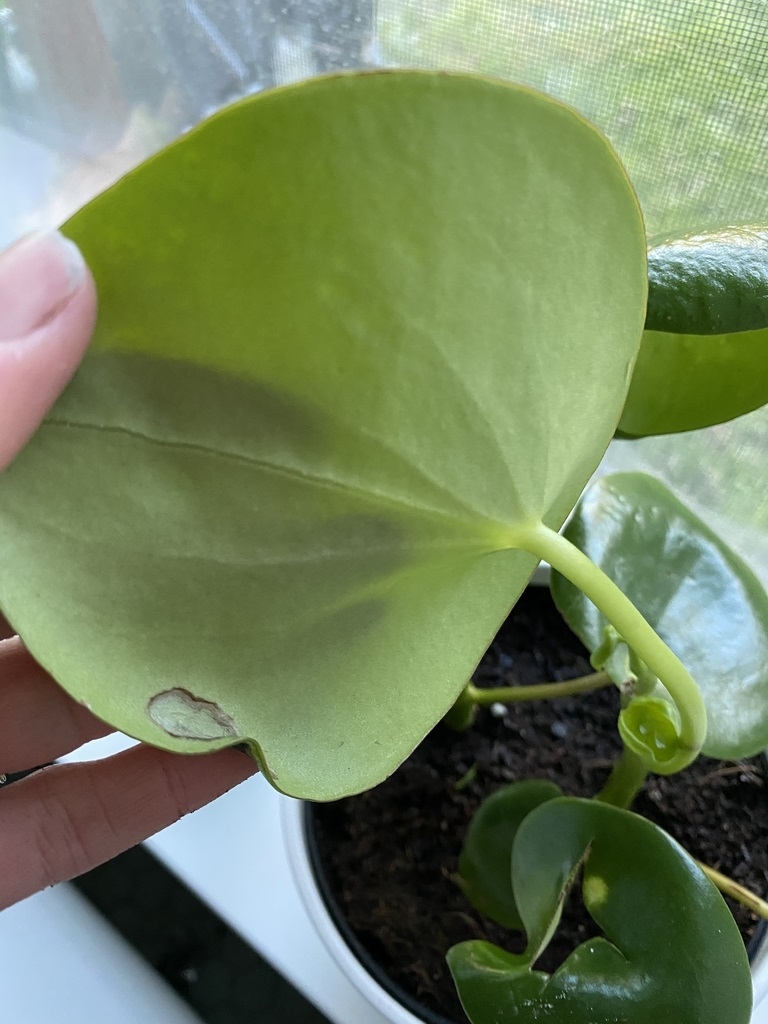Underside of leaf