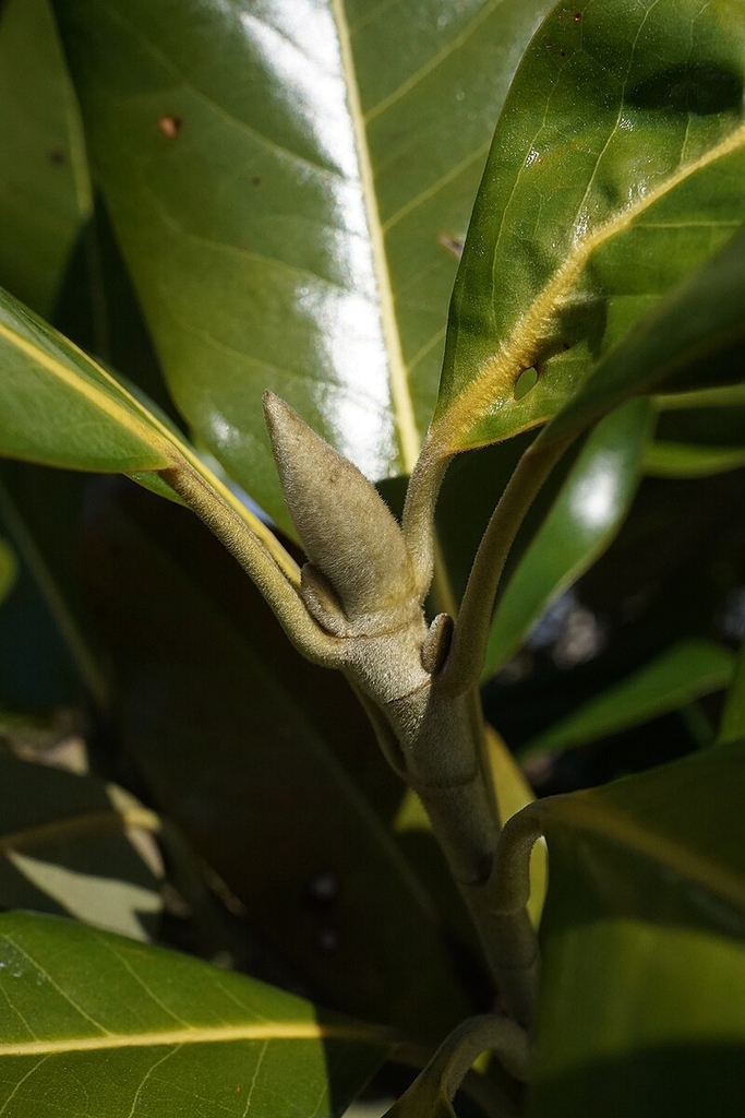 Leaf bud in March
