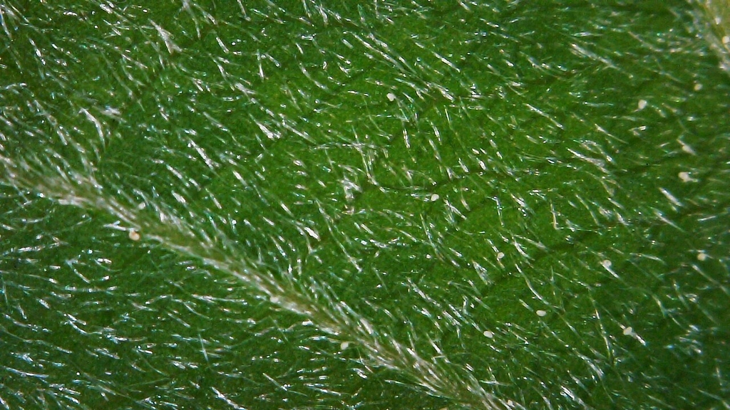 Leaf close-up in June in Windsor County, Vermont