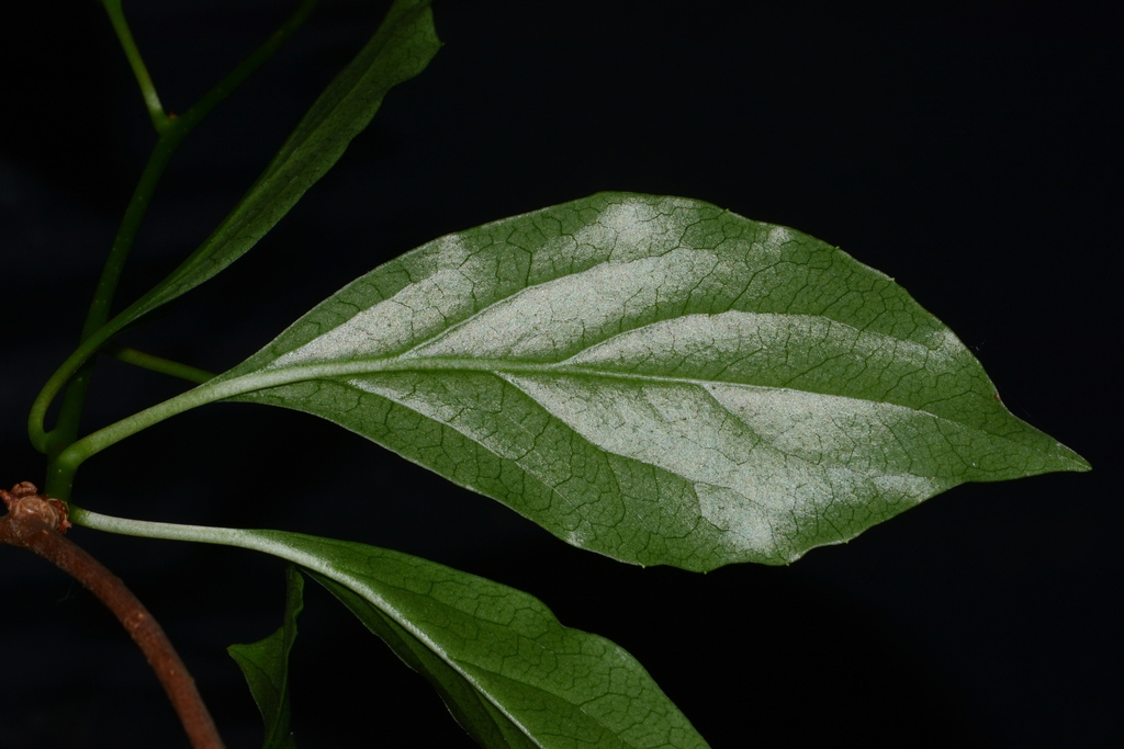 Leaf close-up in Clarke County, Alabama