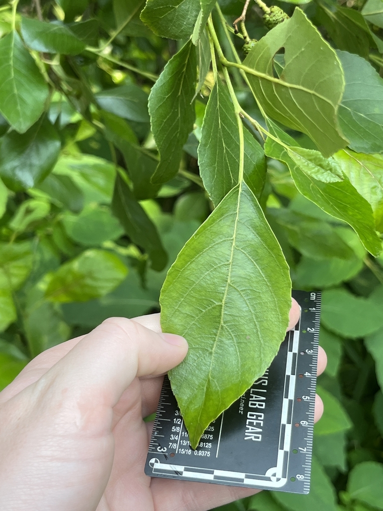 Leaf detail in June in Bridgeville, Maryland