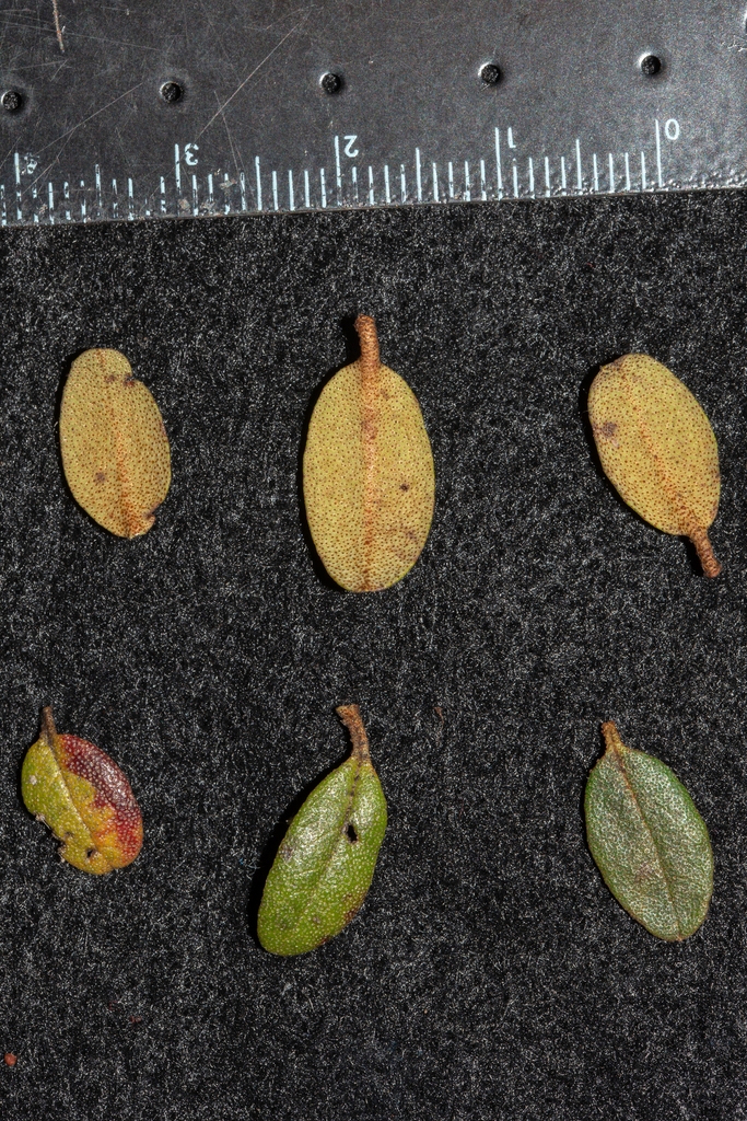 Leaf size in October in Yunnan Province, China