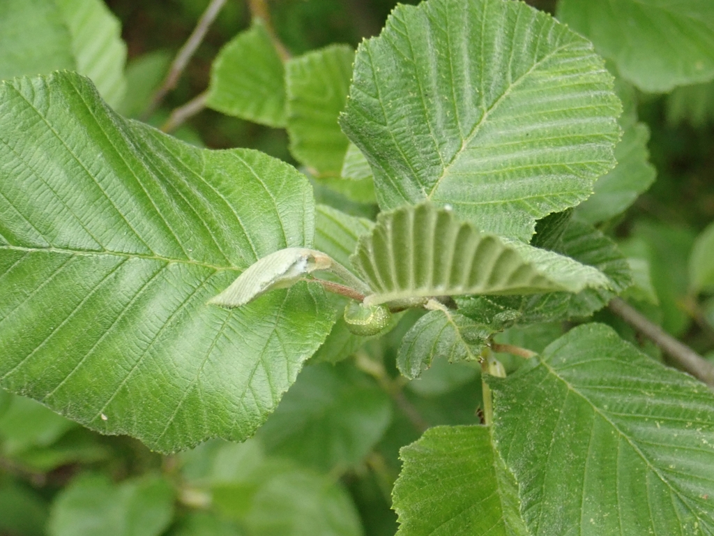 Leaf sprout in May in Krasnosel'skiy rayon, Russia