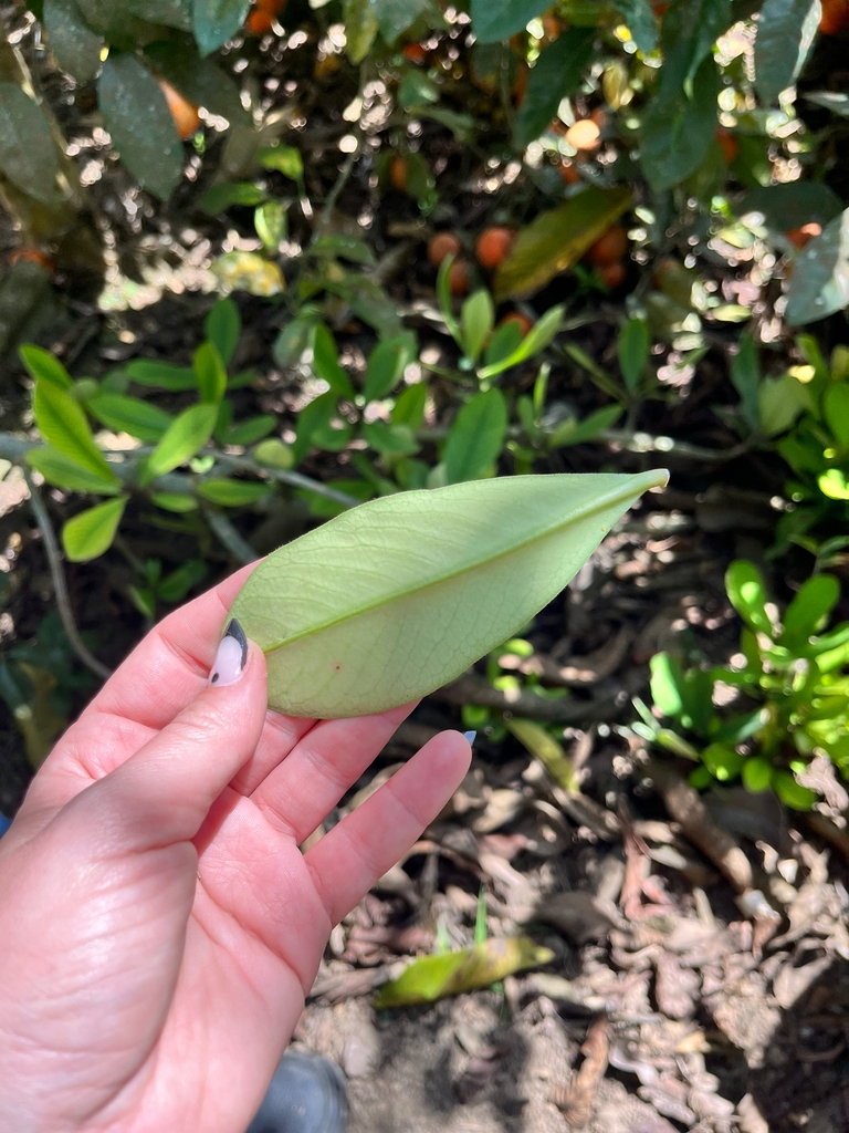 Leaf underside in August in Sao Paulo - Brazil
