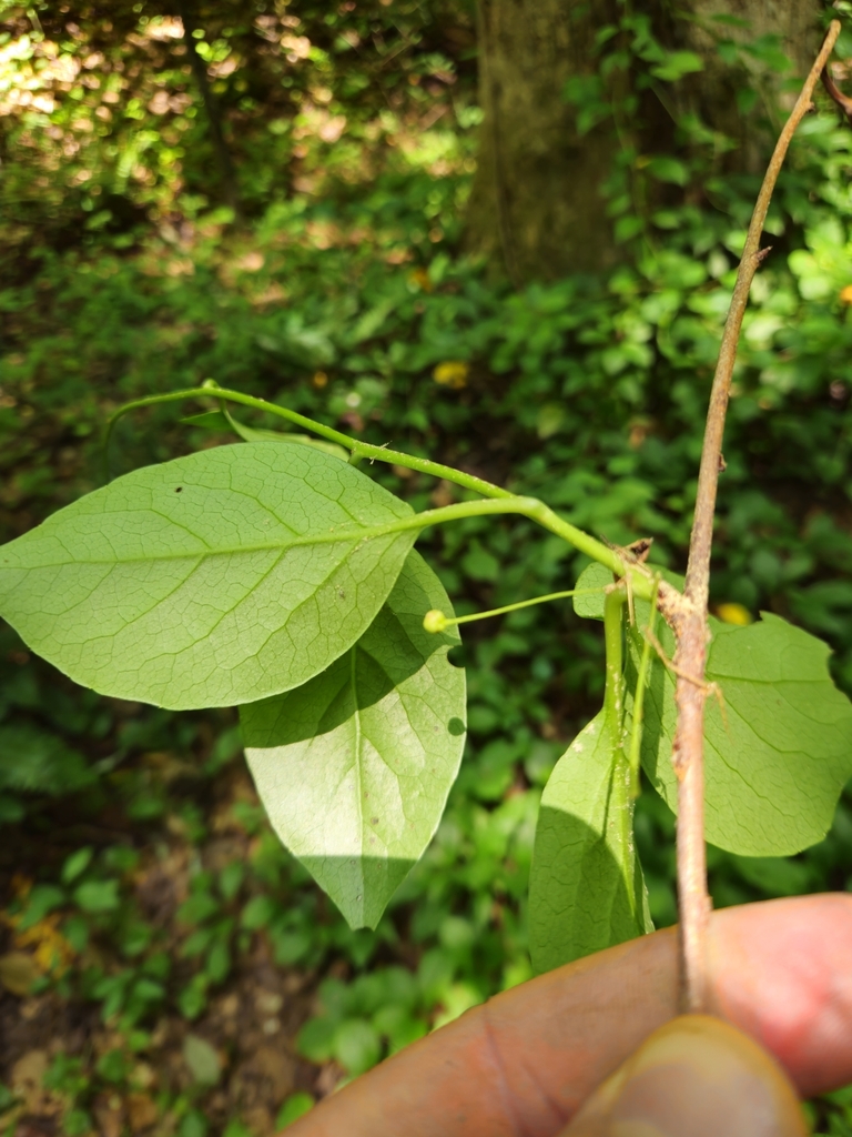 Leaf underside in June in Buncombe County, North Carolina