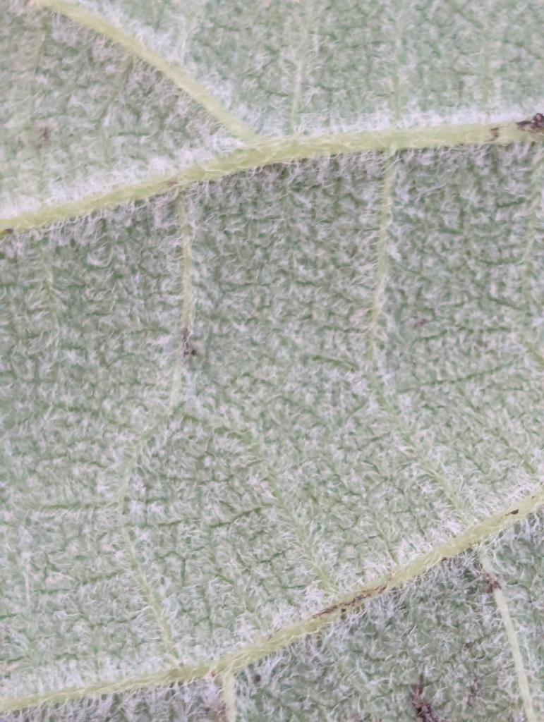 Grayish hairs on leaf underside in June. Grundy. Tennessee