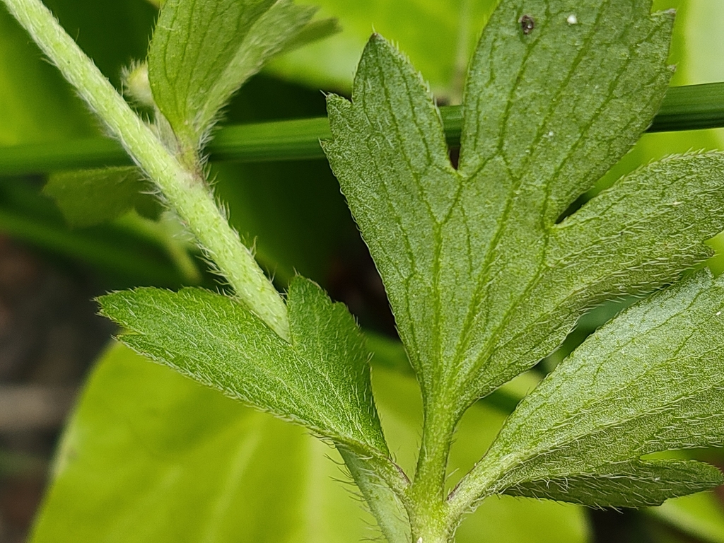 Leaf underside in May in Yokohama County, Japan