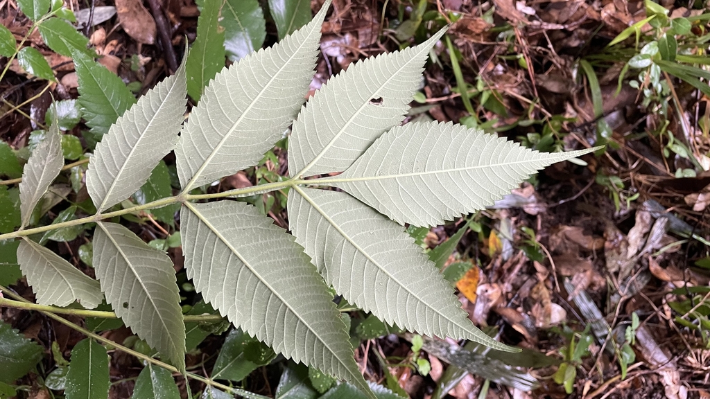 Leaves underside in November in Kyushu, Japan