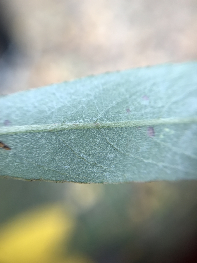 Leaf underside in October in Segovia, Spain
