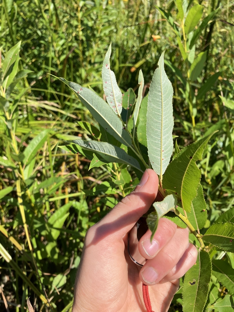 Leaf underside in September in Sagadahoc County, Maine