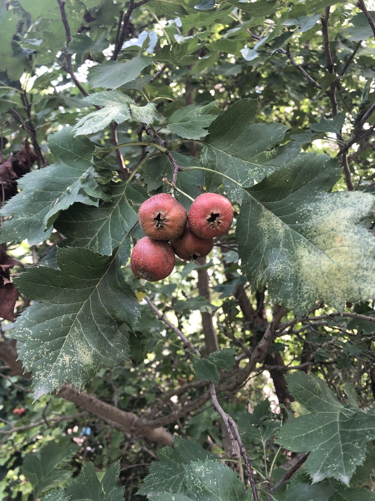 Berries & Leaves in September in Beijing, China