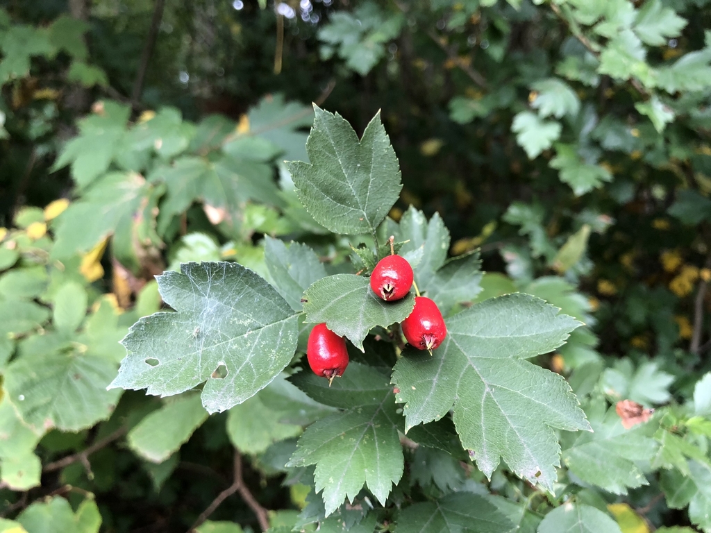 Leaves and berries in September in Switzerland