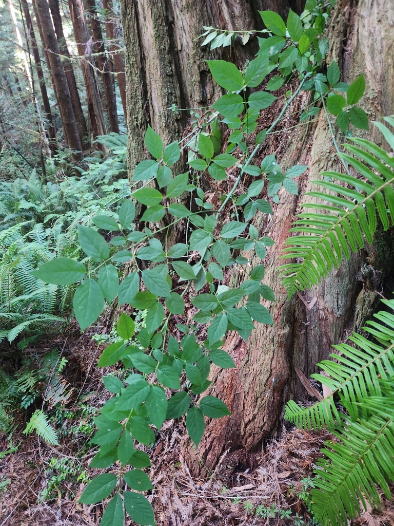 Leaves & Branches in August in Humbolt County, California