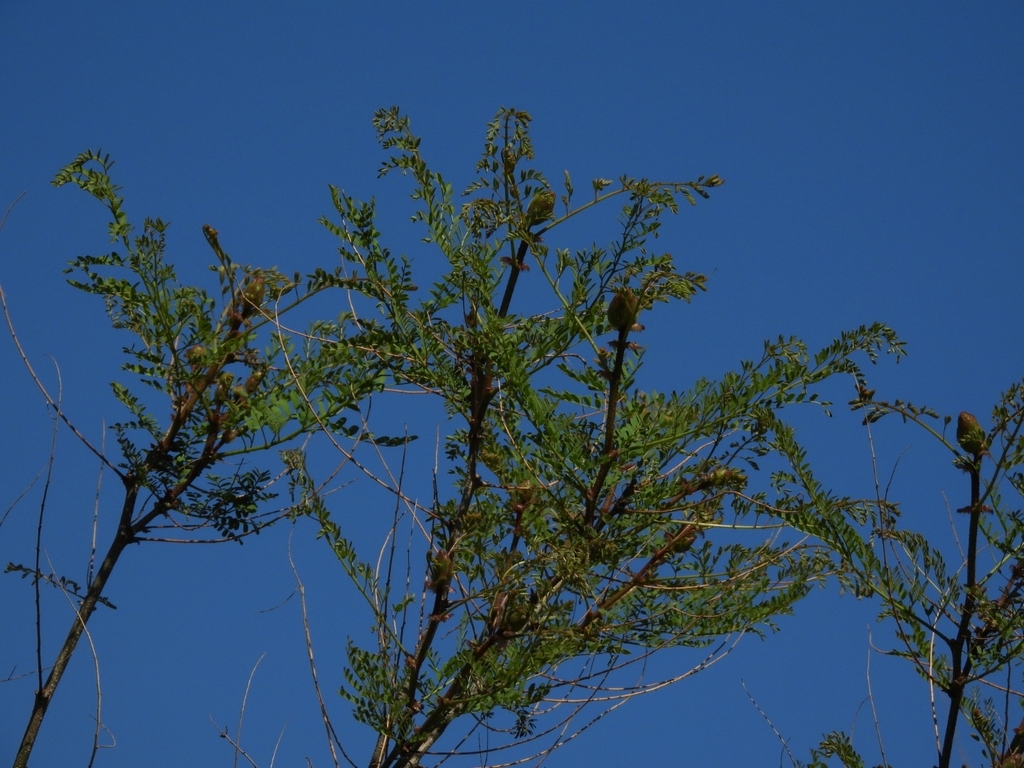 Leaves & Branches in September in La Pampa Province, Argentina