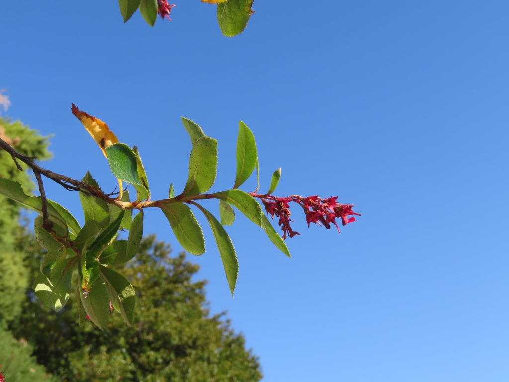 Leaves & Flowers in February in Los Lagos in Chile