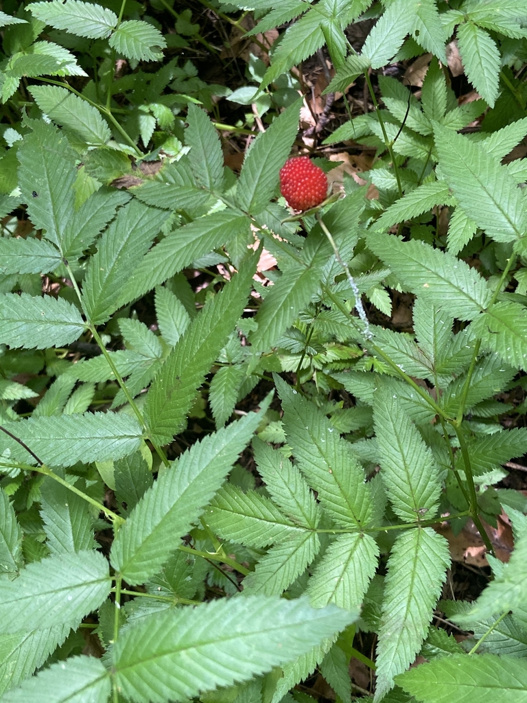 Leaves and fruit in August in Chester County, Pennsylvania