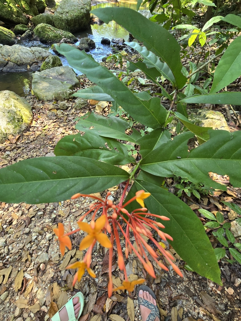 Leaves and stem in February in Ko Samui District< Thailand