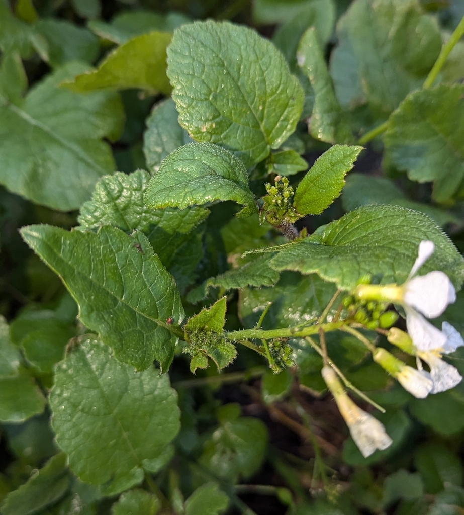 Leaves and stem in November in British Columbia, Canada