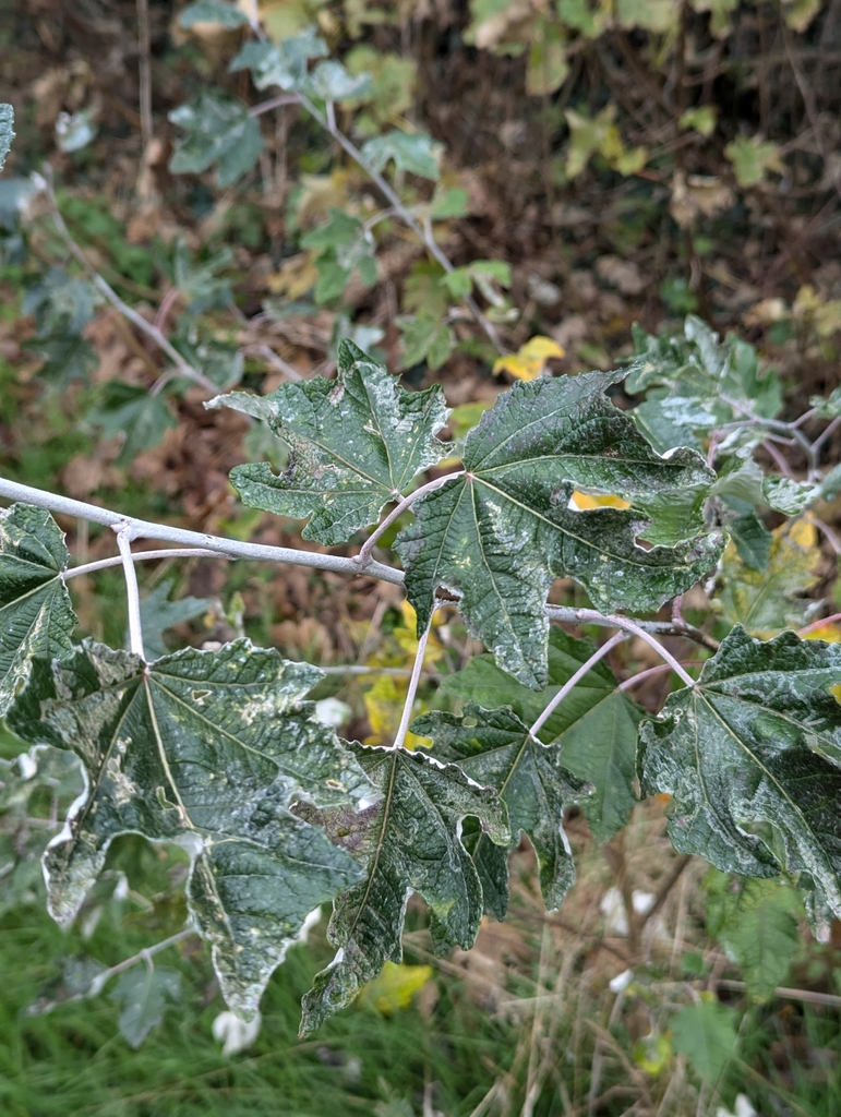 Leaves and stem in November in Croydon County, United Kingdom