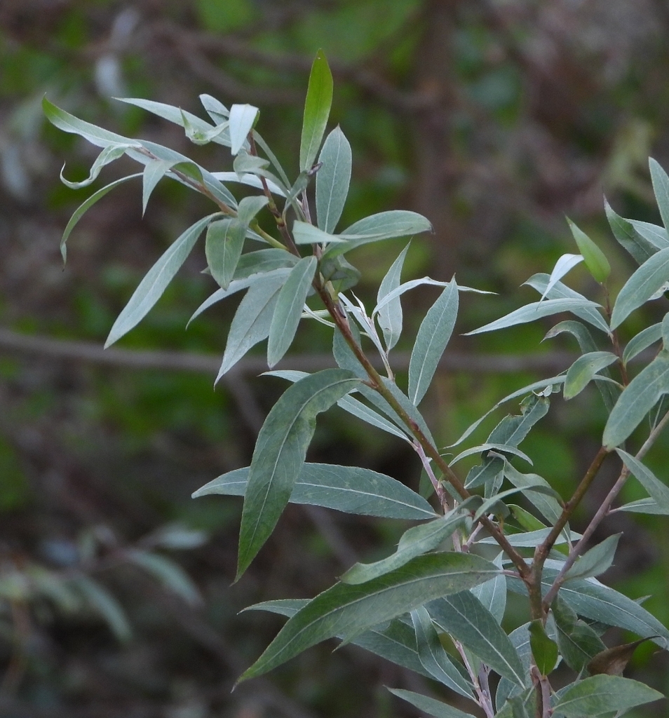 Leaves and stem in November in Torino, Italy