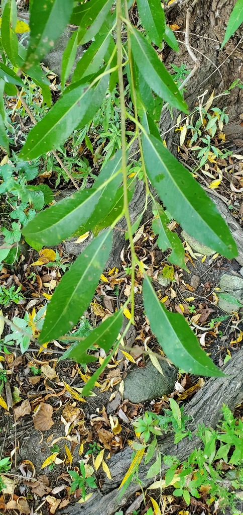 Leaves and stem in October in Milwaukee County, Wisconsin
