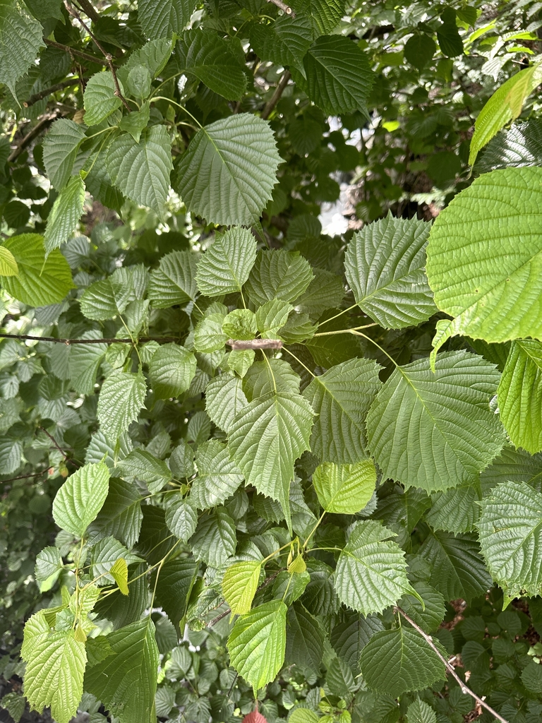 Leaves & Stem in September in Shizuoka Prefecture, Japan