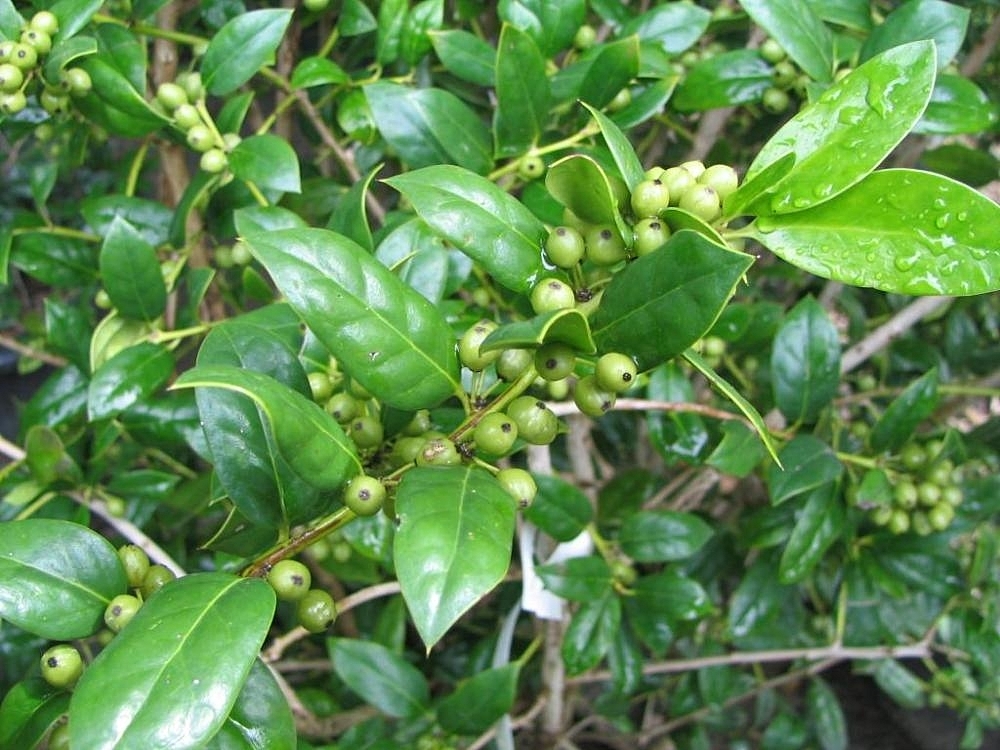 Foliage in September in Merrifield, Virginia