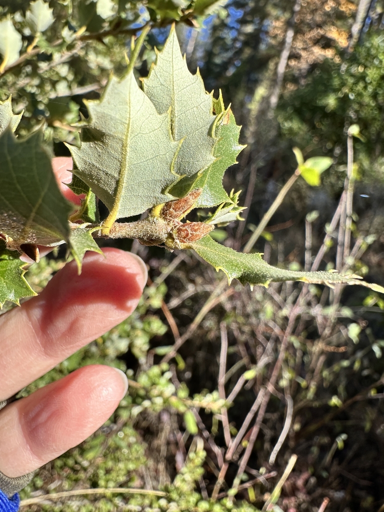 Leaves underside in November in Nevada County, California