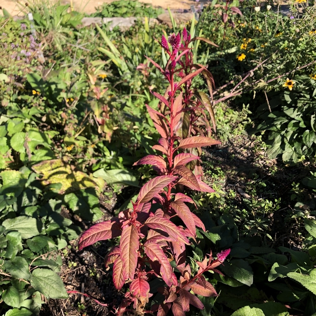 Leaves - Wake Co., NC