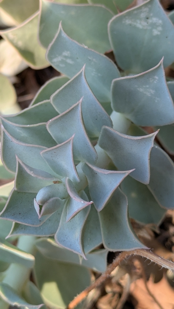 Bluish sharp pointed leaves in August in Macedonia, Greece