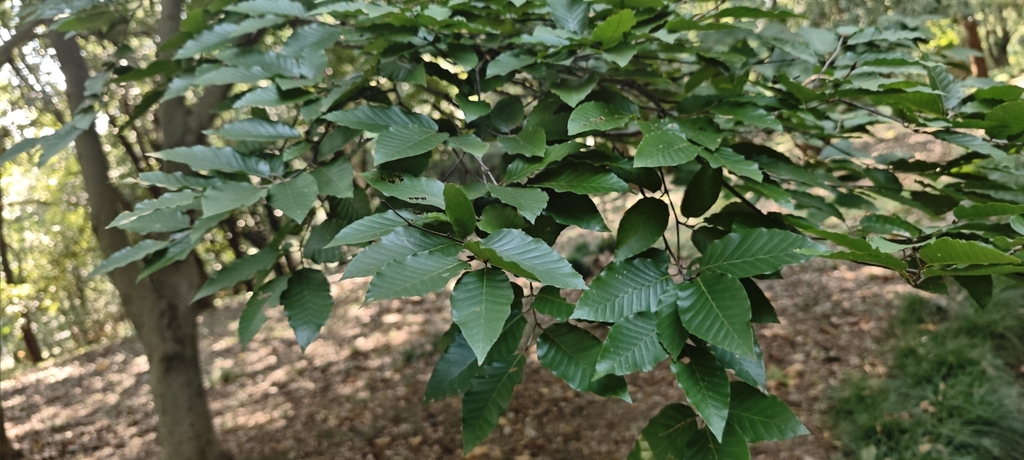 Leaves in August in Zhejiang, China