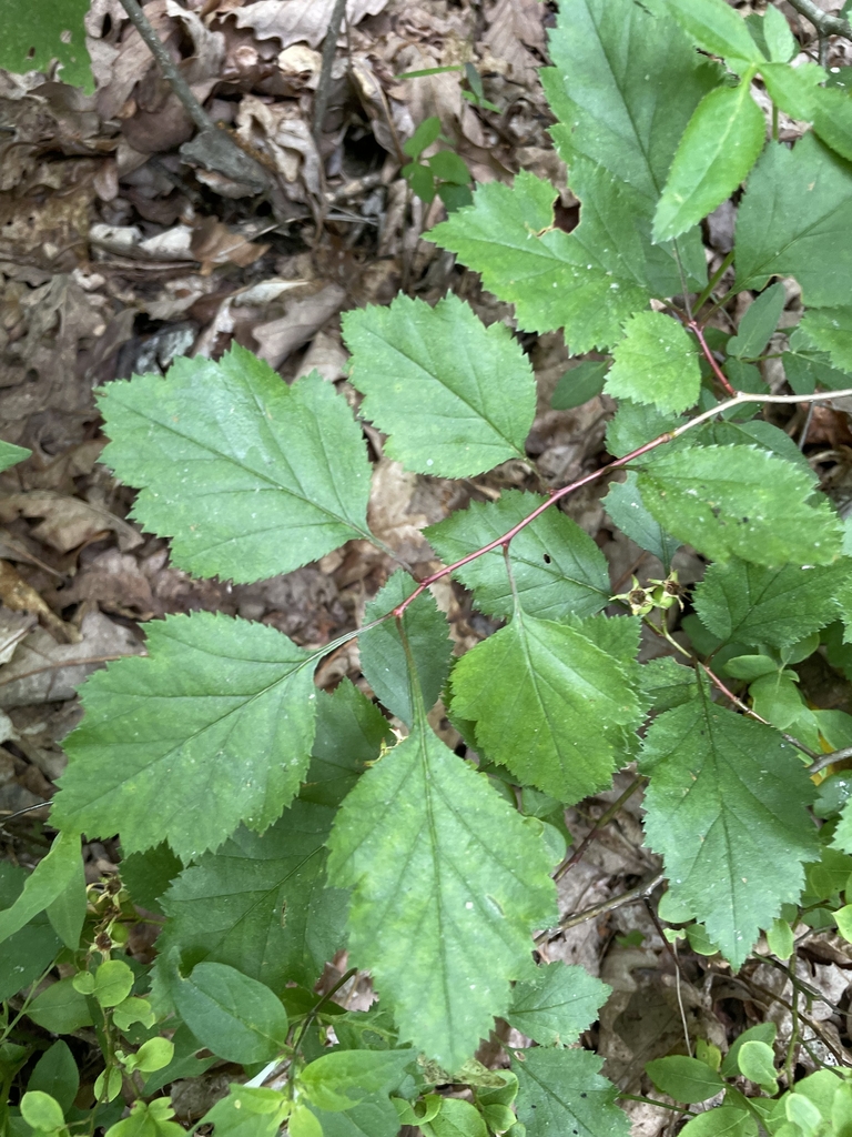 Leaves & Branch in May in the Appalachian Tail, GA