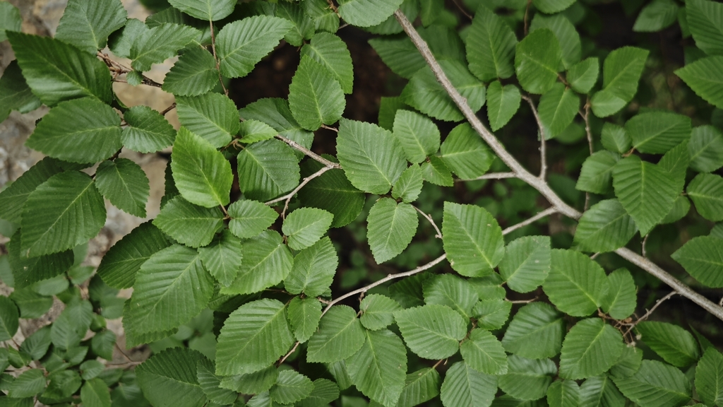 Leaves & Branches - June - Licheng Dist., CN
