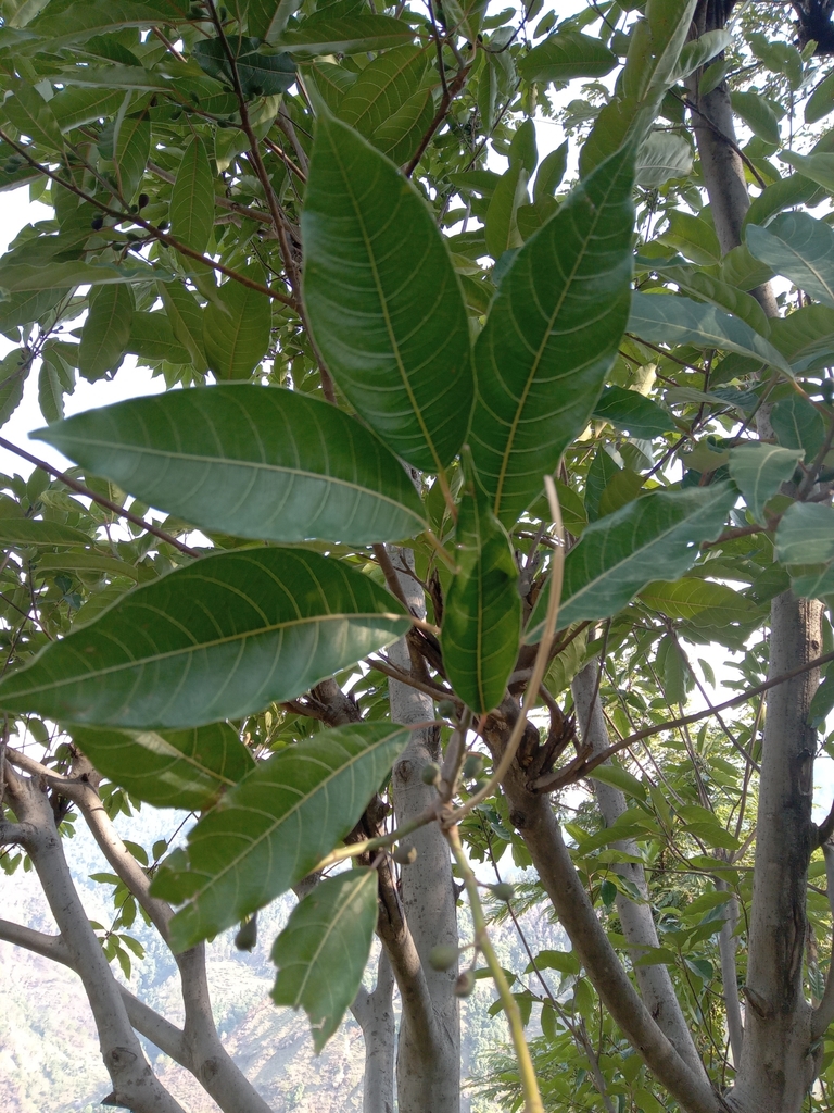 Leaves and branches in June in Himachal Pradesh, India