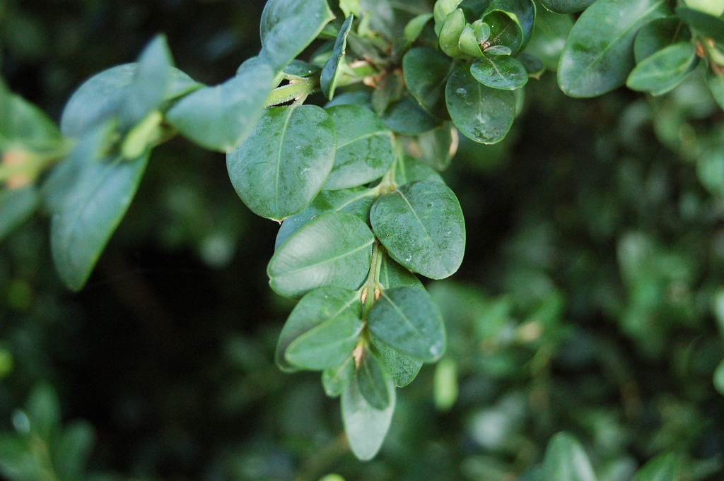 Leaves closeup in September in Delaware County, Pennsylvania