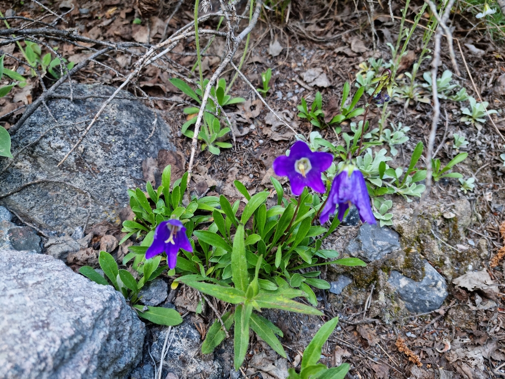 KLeaves & Flowers