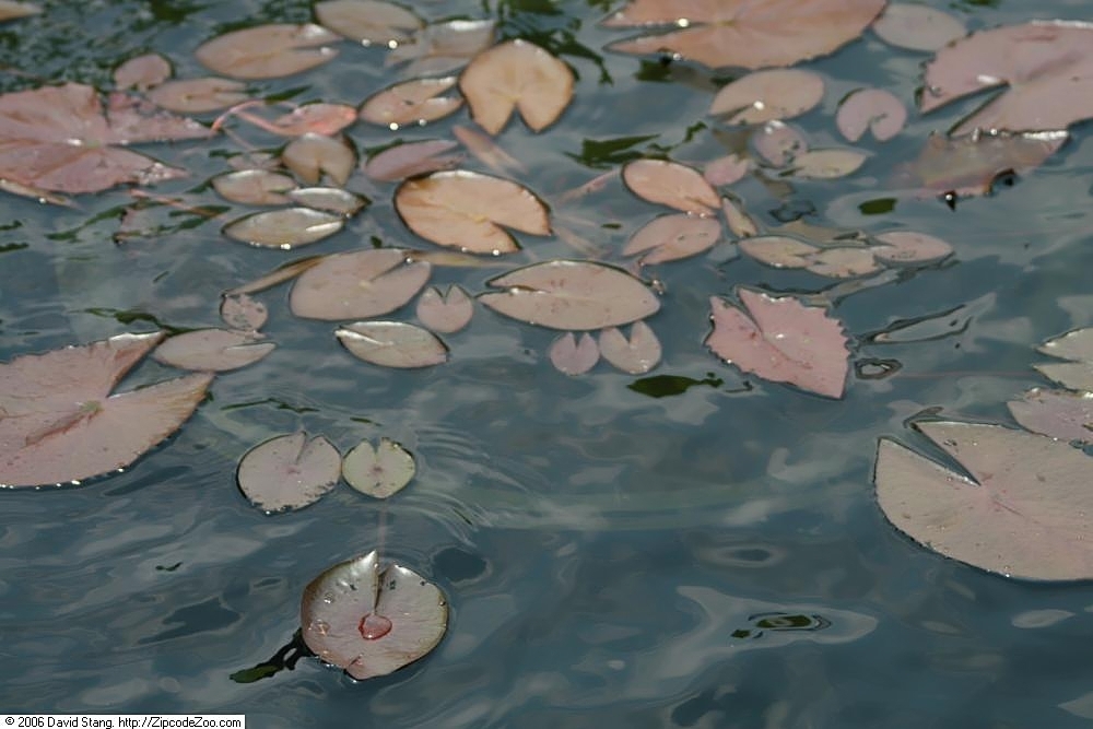 Brownish green oval leaves on water at the US National Arboretum