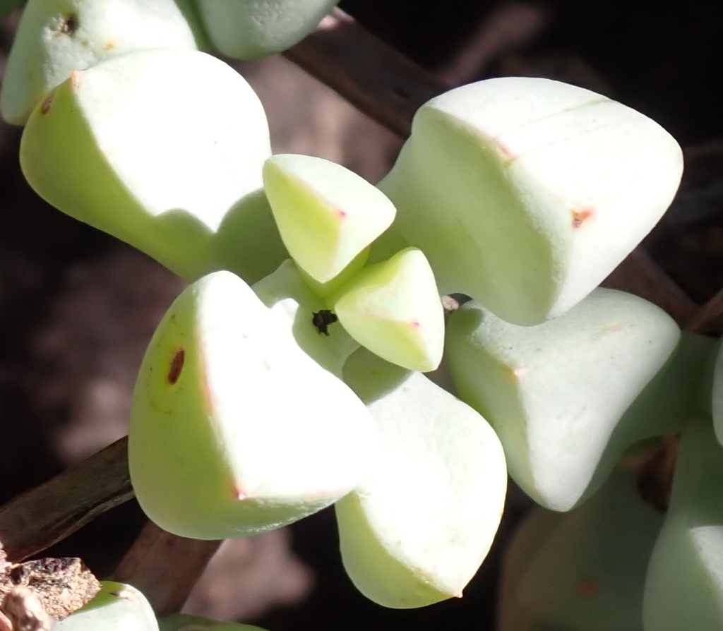 Leaves in June in West Coast County in South Africa