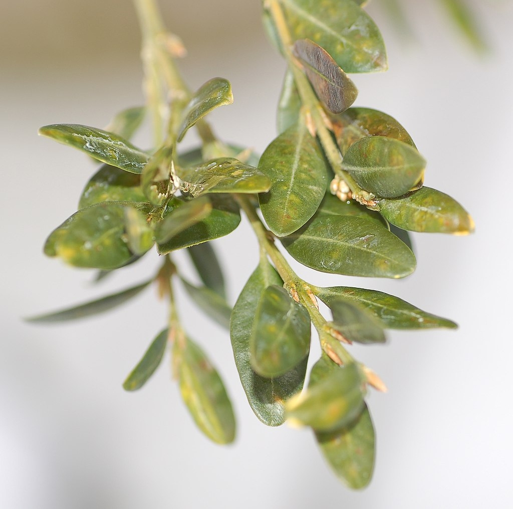Stems with alternate leaves and leaf buds
