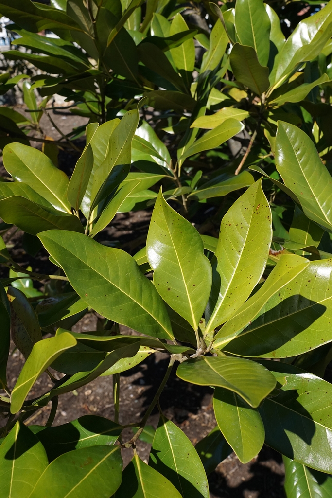 Leaves in March