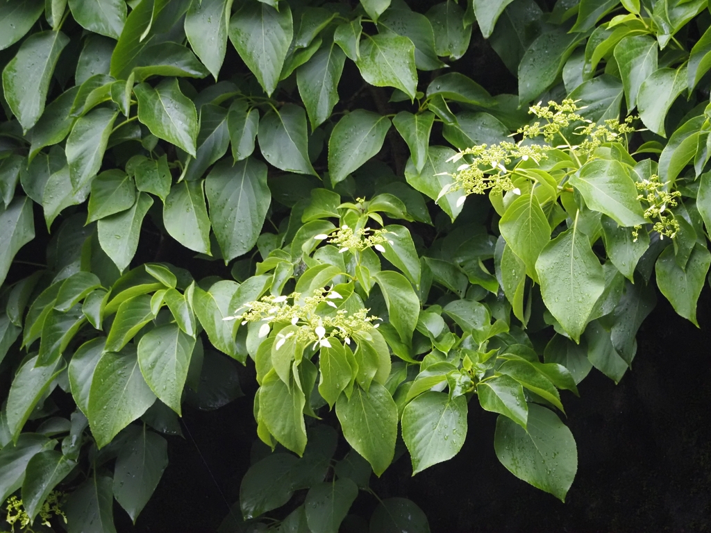 Leaves in May in Zhejiang, China