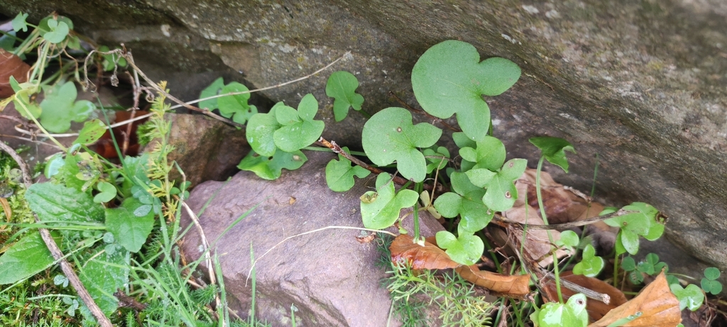 Leaves in November in Aragon, Spain