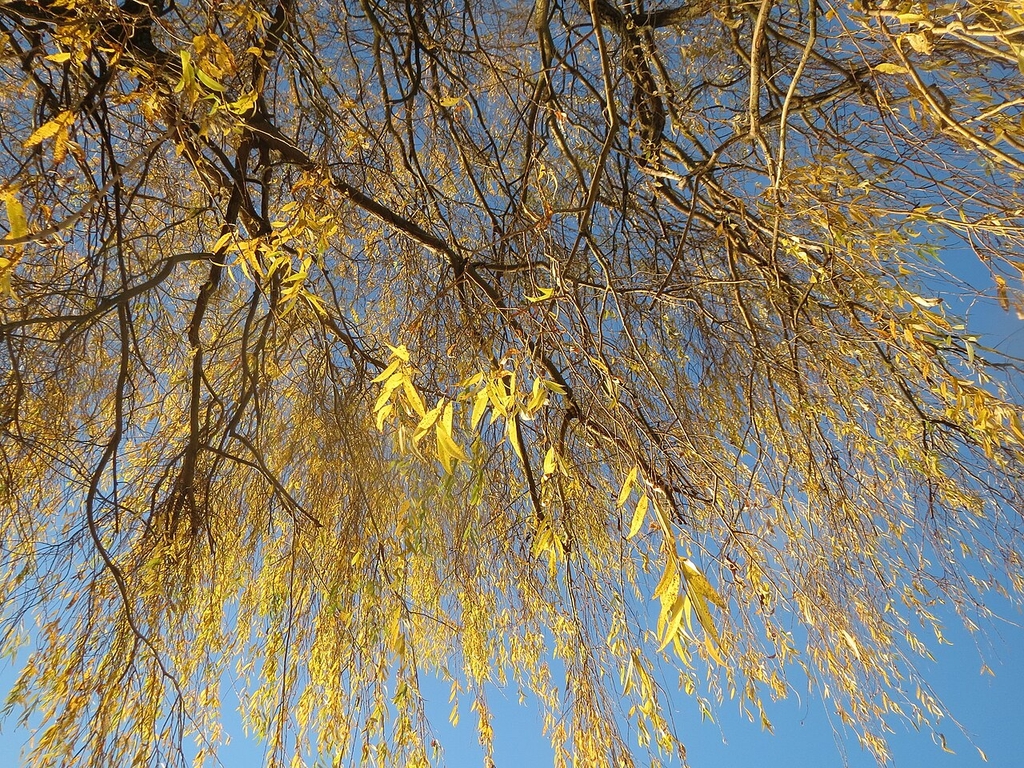 Leaves in November in Hockenheim, Germany
