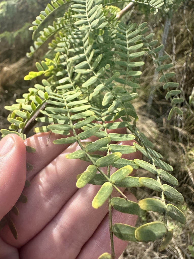Leaves in November in Honolulu County, Hawaii